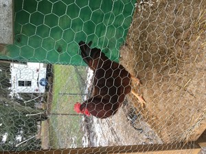 Hoskin Family Farm