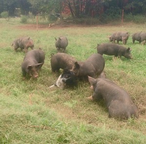C-Bar-C Pig Farm