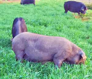Glendower Farms