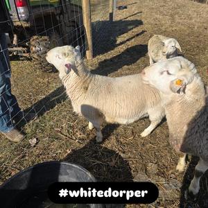 Dorper Hills