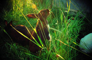 The Coney Garth, now located at The Pasturage, LLC