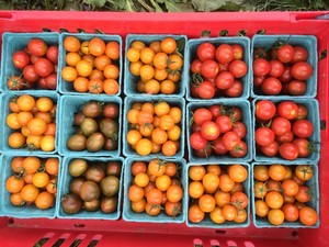 Kingfisher Farm CSA