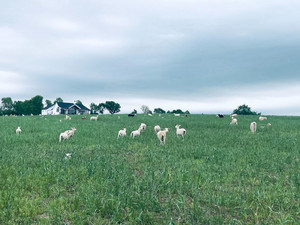 Grace's Grass Fed