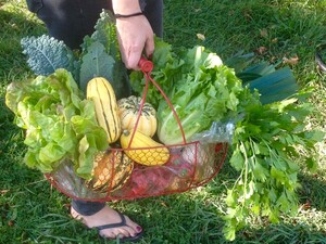 School Lunch Organic Farm & CSA