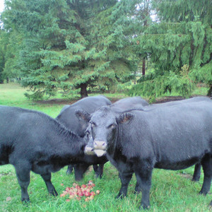 Ashfield Cattle LLC.