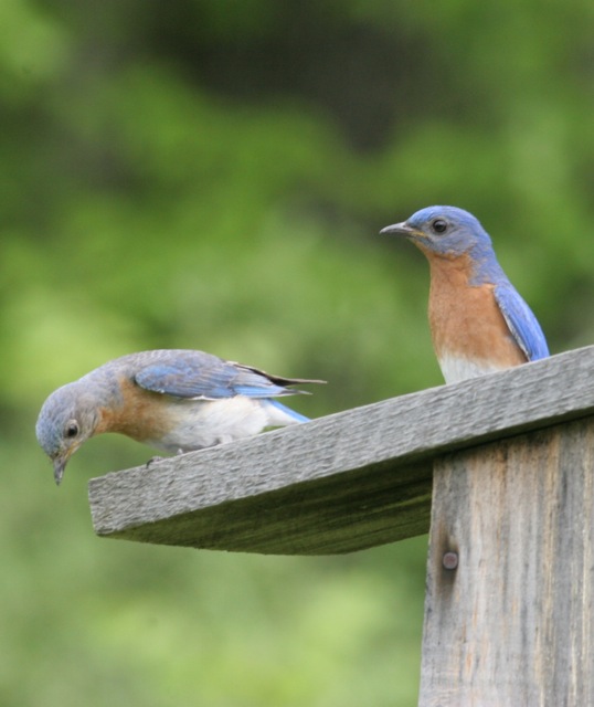 Bluebird Trail Farm - LocalHarvest