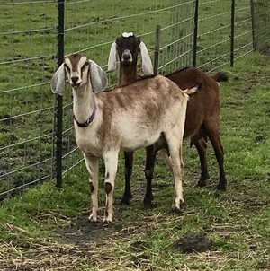TR Heritage Livestock