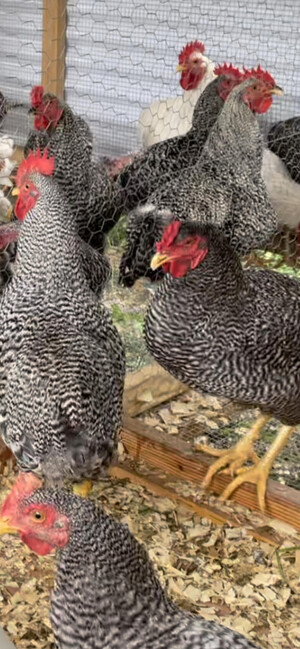 The Red Rooster Organic Farm