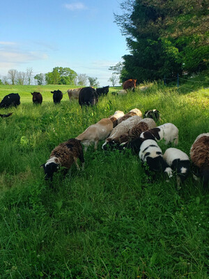 Hooting Hills Ecological Farm