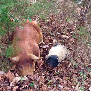 Omnivore Acres