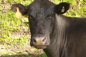 Valley Ridge Farms, Ltd