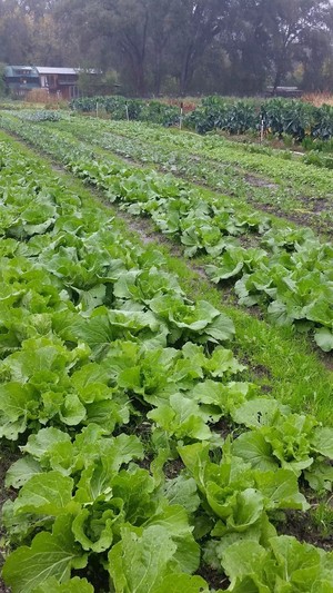 Covelo Organic
