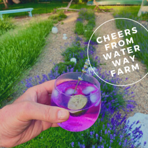 Water Way Lavender Farm