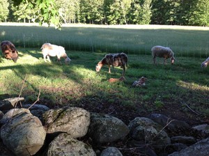 Holmestead Farm