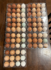 Free Range Eggs