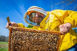 Secret Garden Bees