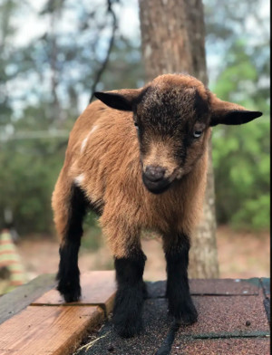 Goat House Farm