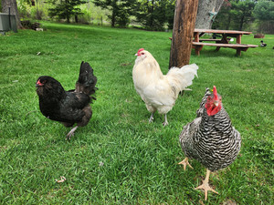 BumbleCluck Farm