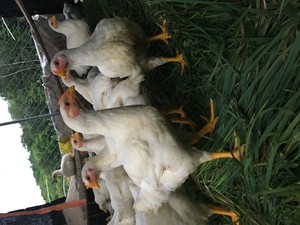 T & M Poultry