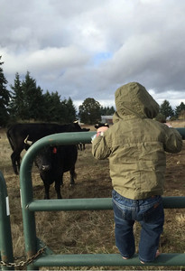 Hess Land & Livestock LLC