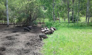 Clean Plate Farm