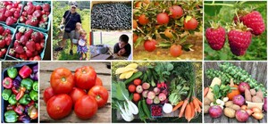 Easy Pickin's Orchard