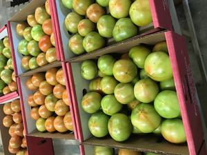 Etheridge Farms