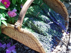 Lady Kate's Garden