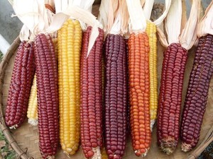 Tuscarora White Corn