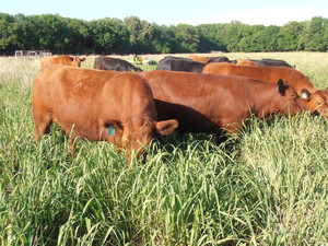 Turkey Foot Ranch