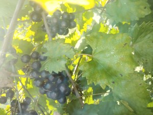 East Texas Edible Landscapes
