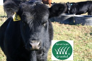 WindSwept Grass Fed Angus Beef - Elmira