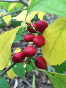 American Spice Bush