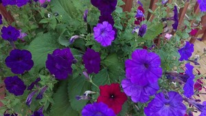 Nantz's Garden, LLC
