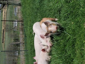 Critter Creek Homestead
