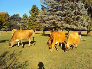 Eldrachers' Farm