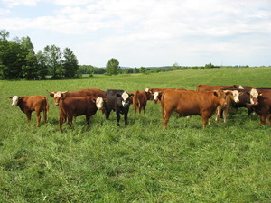 Berry Hill Farm
