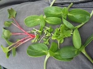 Hite Horticulture, Inc.