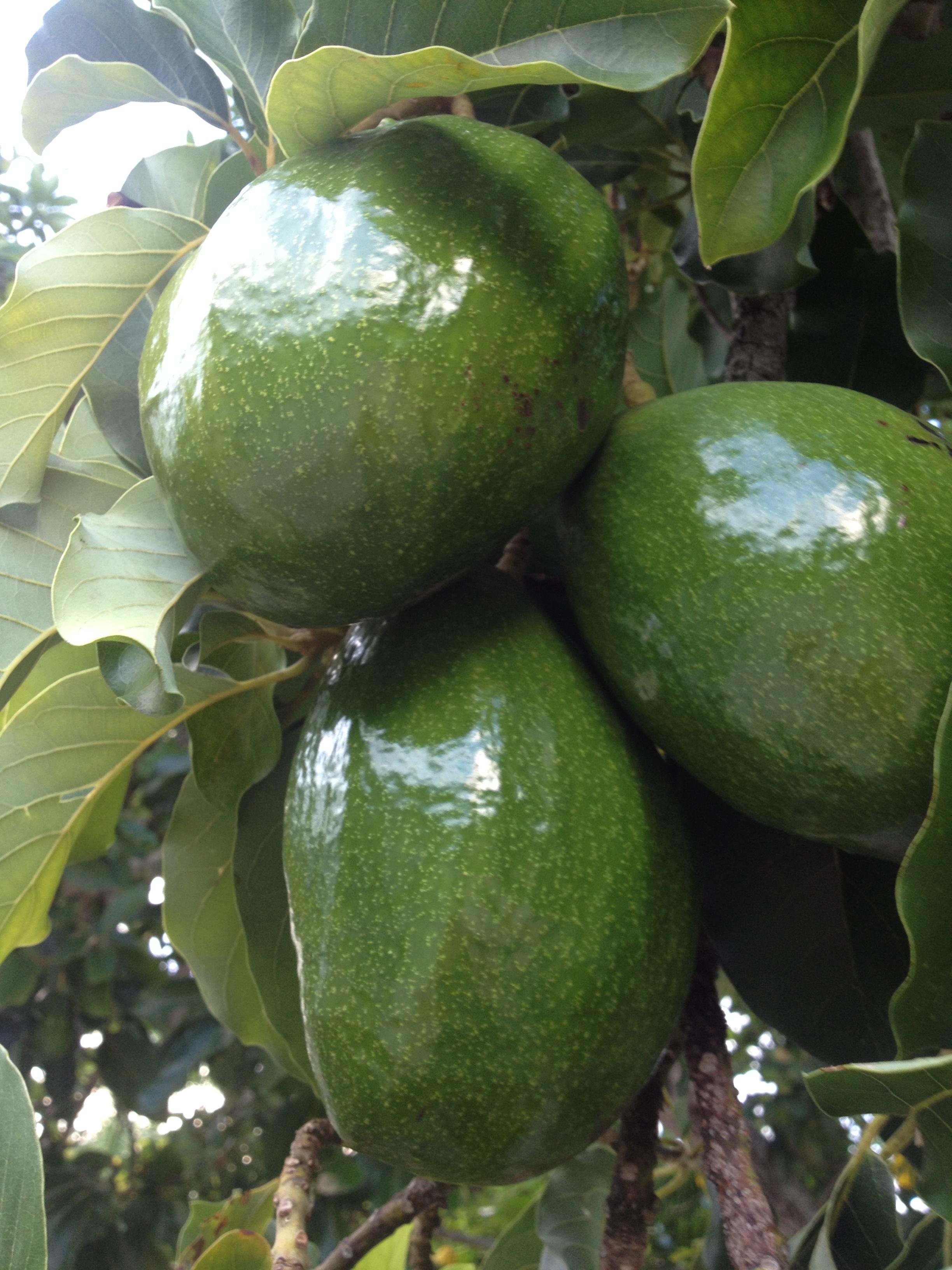 avocado 2015 001.JPG