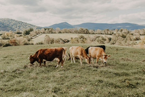 Rucker Farm