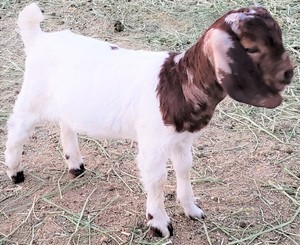 rmr c ranch