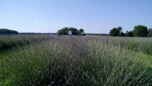 Purple Rain Lavender Farm