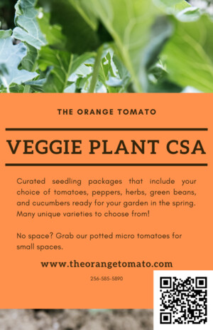 The Orange Tomato