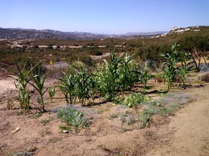 InTheBeginning Farm