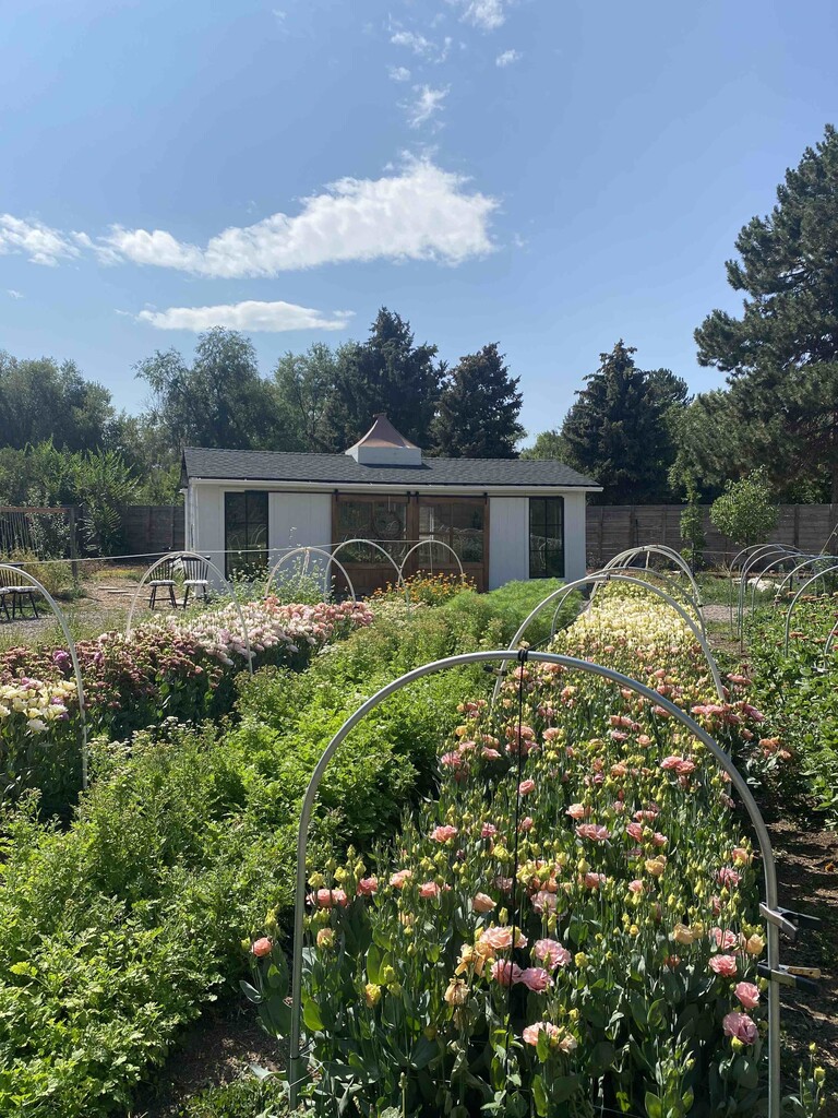 Blossom & Branch: A Colorado Flower Farm - LocalHarvest