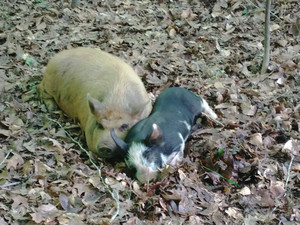 Quartz Spring Farm and Nursery