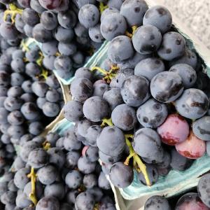 Northcenter Farmers Market