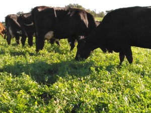 Freedom Range Farm