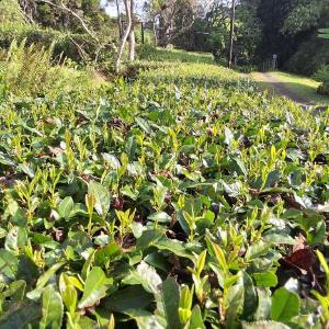 Ahualoa Grown