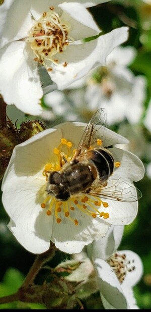 Thorn Girls Honey